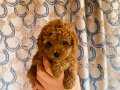 Toy poodle dişi.