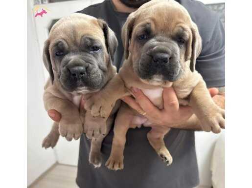Maskeli Blue Fawn Cane Corso Yavruları | Bursa Osmangazi