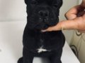 Cane Corso Şampiyon dedenin yavruları 