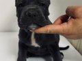Cane Corso Şampiyon dedenin yavruları 