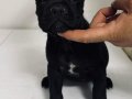 Cane Corso Şampiyon dedenin yavruları 