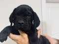 Cane Corso Şampiyon dedenin yavruları 