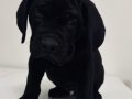 Cane Corso Şampiyon dedenin yavruları 