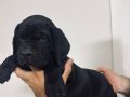 Cane Corso Şampiyon dedenin yavruları 