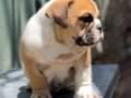 İngiliz Bulldog yavrumuz 