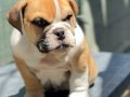 İngiliz Bulldog yavrumuz 