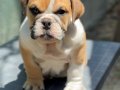 İngiliz Bulldog yavrumuz 