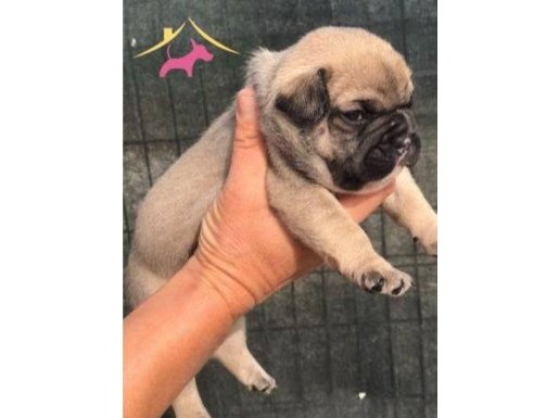 A KALİTE YAVRU FRENCH BULLDOG 7/24 ULAŞABİLİRSİNİZ BANA