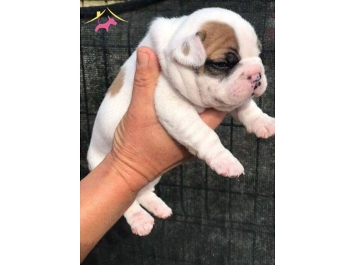 A KALİTE YAVRU FRENCH BULLDOG 7/24 ULAŞABİLİRSİNİZ