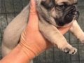 A KALİTE YAVRU FRENCH BULLDOG 7/24 ULAŞABİLİRSİNİZ BANA