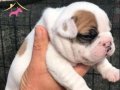 A KALİTE YAVRU FRENCH BULLDOG 7/24 ULAŞABİLİRSİNİZ
