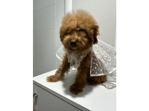 Toy poodlye 