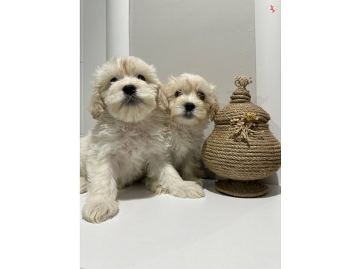 Maltese Terriyer