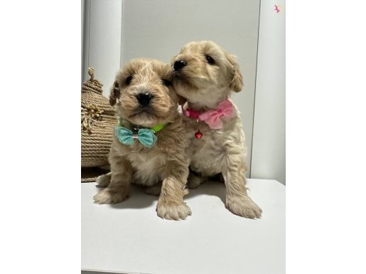 Mini Maltipoo bebekler