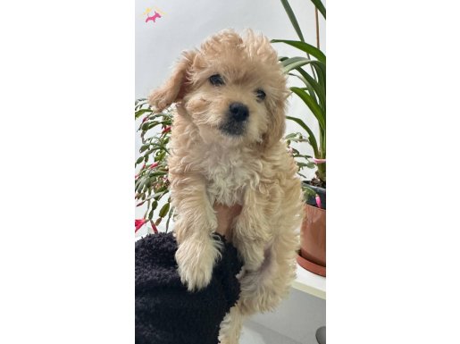 Toy poodlye ayarında maltıpo