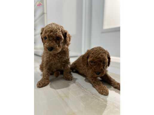 Mını toy poodlye