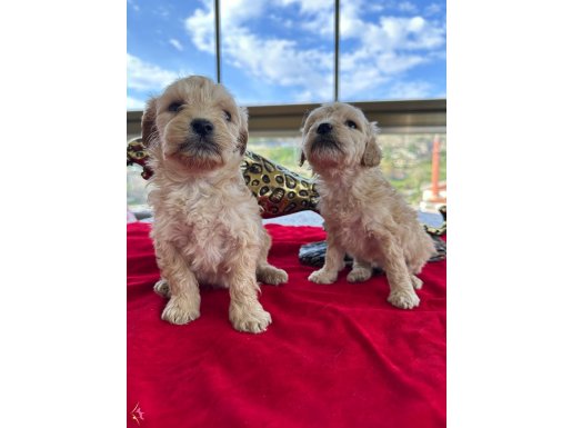 Maltipoo 