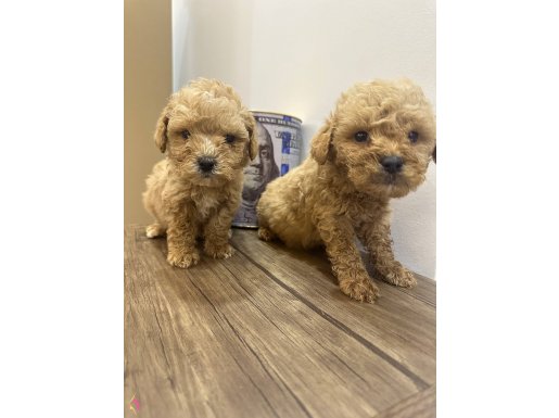 Toy poodlye
