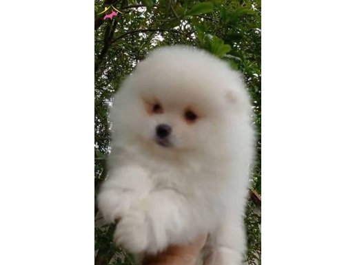 Pomeranıan boo