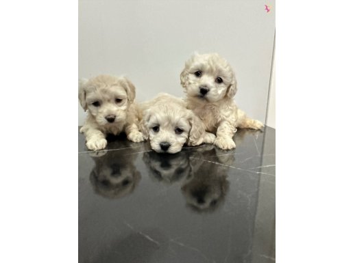 Orıjınal maltese bebekler