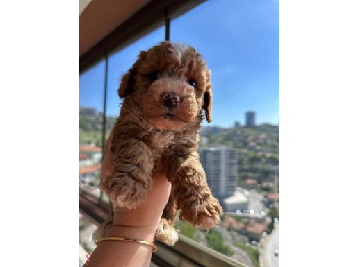 Toy poodlye bebekler 