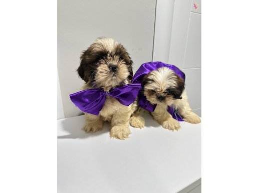 Shihtcu