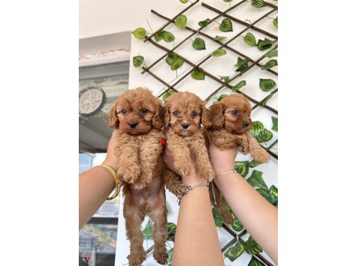 Toy poodlye 