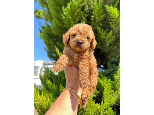 Orıjınal toy poodlye