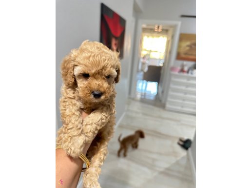 En küçük boy orijinal toy Poodle bebekler
