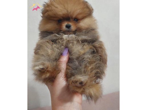 Ukrayna gırışlı orıjınal Teacup ve 0numara gerçek pomeranıan