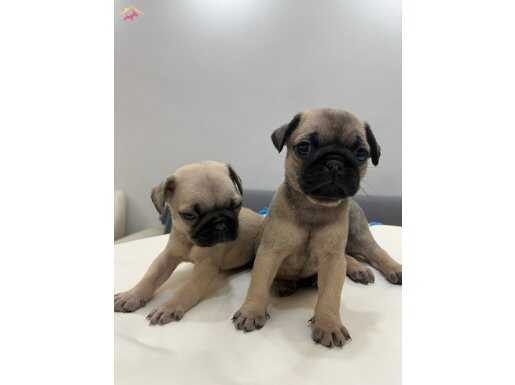 Pug mops