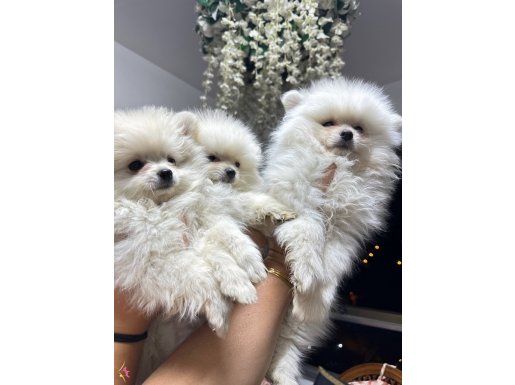 Pomeranıan yavrularımız 0numara
