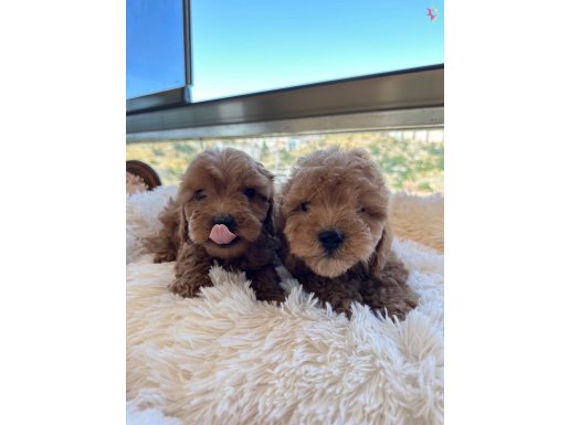 Toy poodlye