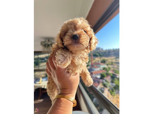 Toy Poodle ayarında Maltipo