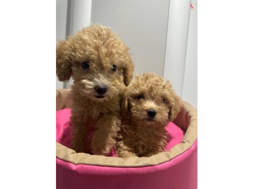 Mını maltıpo bebekler