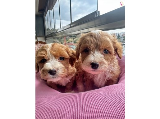 Mini Maltipoo bebekler