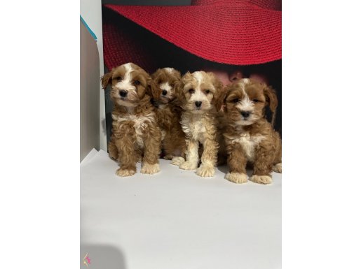 Anne altından maltıpo bebekler