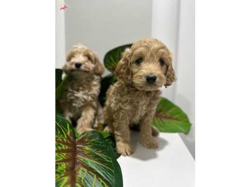 Harıka maltıpo yabrular