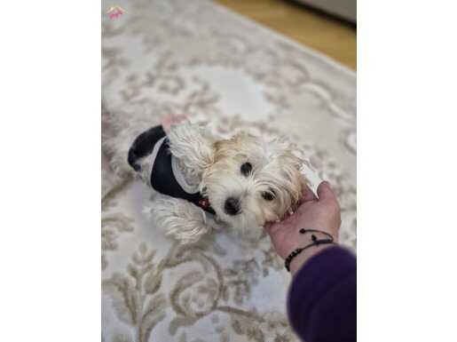 6 aylık dişi Morkie pasaportlu mikroçiplidir.3kg agırlıgında