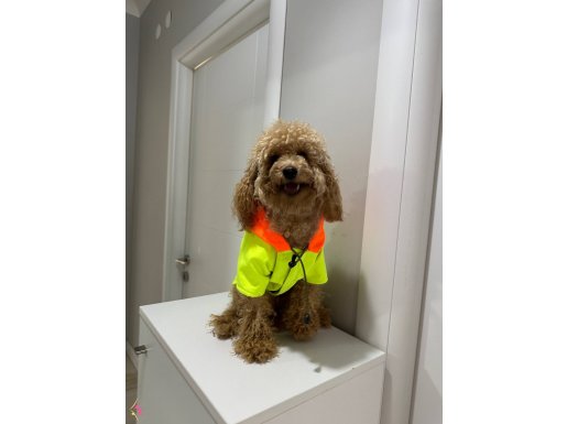 Orijinal toy Poodle 17 aylık dişi