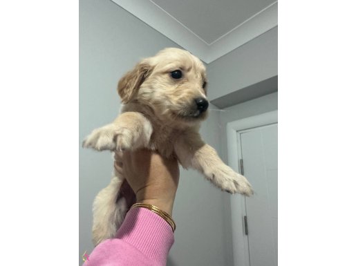 Golden yavrularımız 