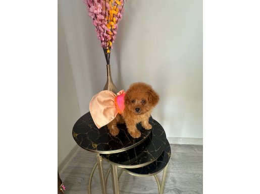 Kore poodlye en iyısını ısteyene 