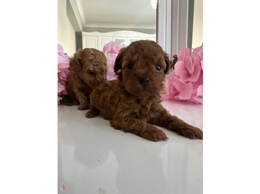 Kore kan poodlye yavrularım