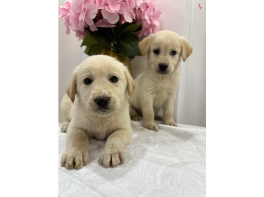 Labrador yavrularımız 