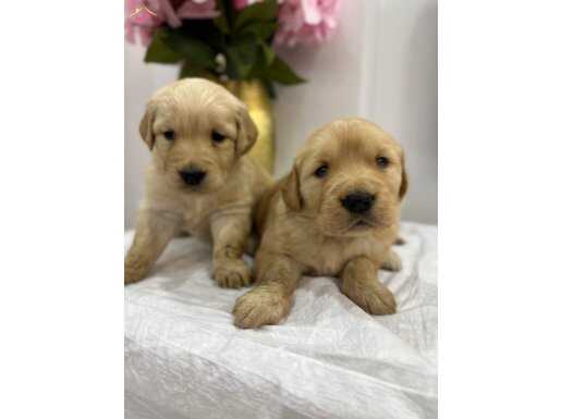 Harıka bebek yüz golden 