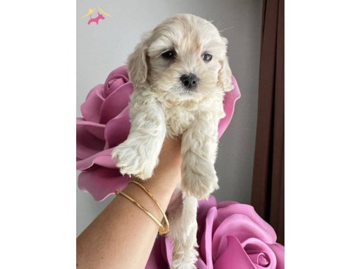 Çok nadir olan çikolata renkli Maltipoo yavrumuz