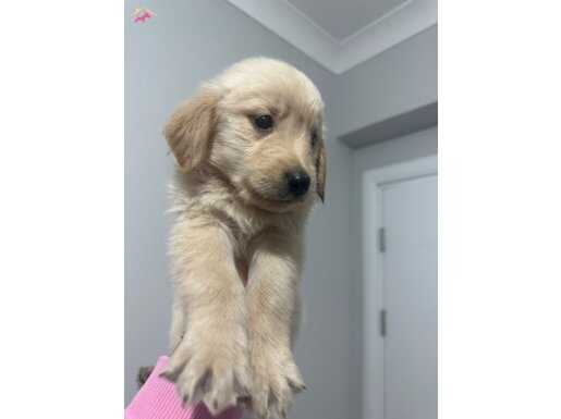 Aşilı golden yavrumuz 