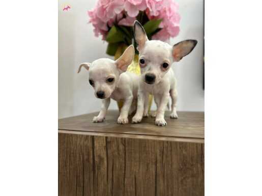 Elma kafa Shıvava yavrularımız