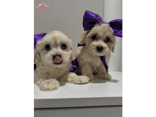 Harika Maltese Terriyer yavrularımız