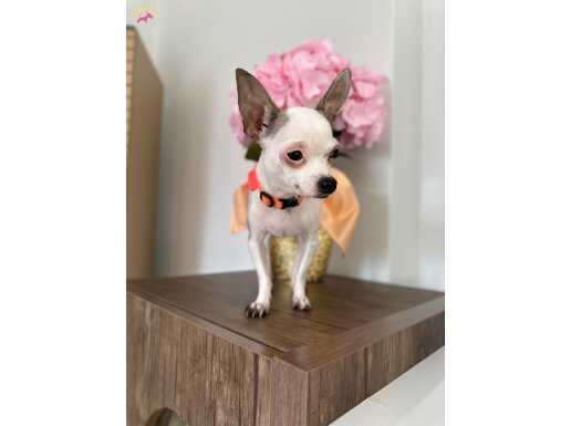 Teacup Shıvava ful Aşılı pasaportlu